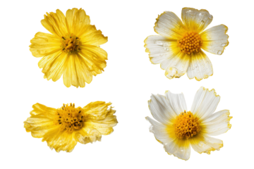 Flat-lay field petals composition, no background