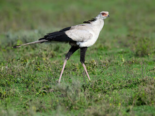 Obraz premium Secretary Bird Walking Through Grassland Habitat