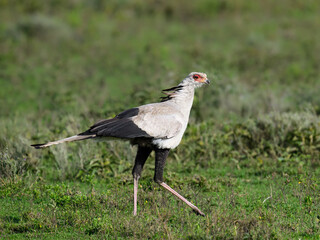 Secretary Bird Walking Through Grassland Habitat