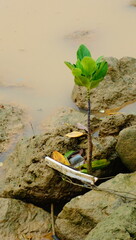 mangrove and waste in the water