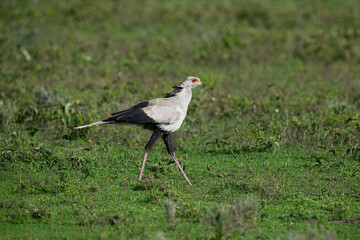 Secretary Bird Walking Through Grassland Habitat