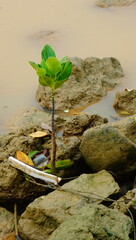 mangrove and waste in the water