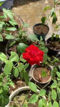 rose in the garden