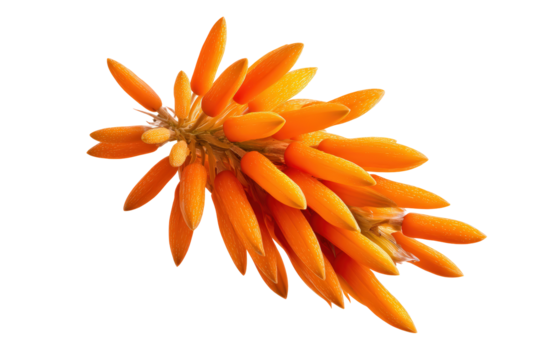 Vivid firecracker petal detail flat lay, no background