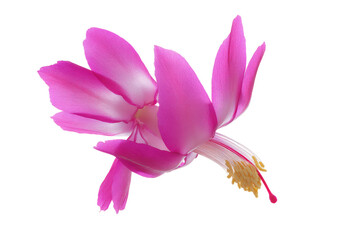 Naklejka premium Flat-lay composition of single Christmas cactus (Flor-de-maio) bloom in vivid fuchsia, bright lighting, top-down view, white background highlighting elegant tubular petals