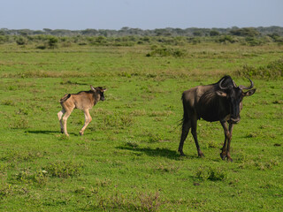 Adult and Juvenile Wildebeest Grazing in Open Grassland
