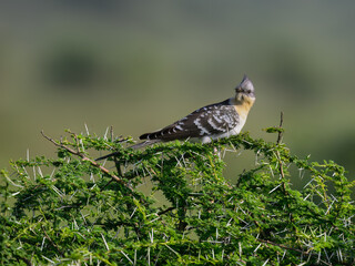Great Spotted Cuckoo Perched on Thorny Acacia Branch