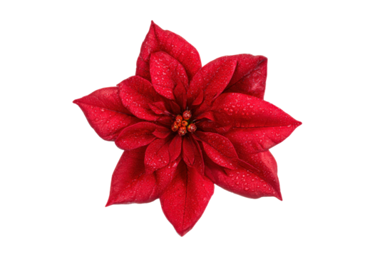 Flat-lay studio image of mirrored poinsettia bracts, soft lighting, top-down angle, black backdrop revealing rich ruby texture and lime centers