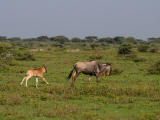 Adult and Juvenile Wildebeest Grazing in Open Grassland