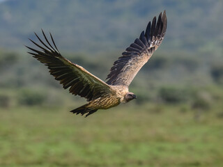 Obraz premium White-backed Vulture Flying Over Green Meadow Landscape