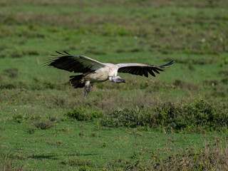 White-backed Vulture Flying Over Green Grassland