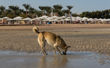 Egypt. Red wild dogs on the shore of the red sea. The animal catches fish at low tide. The hunting skills of a predator.
