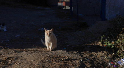 Feral pets. The cat is in the trash. The animal feeds on food waste.