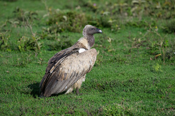 White-backed Vulture Close-Up in Green Grassland