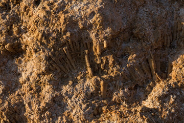 Fossil corals of the Red Sea. Ancient creatures, turned into stone. Reef corals.