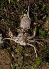 Liocarcinus depurator (Portunus plicatus), sometimes called the harbour crab, or sandy swimming crab. The fauna of the Black Sea. Dead animals.