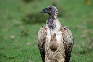 White-backed Vulture Close-Up in Green Grassland