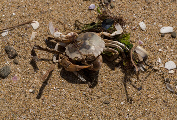 Liocarcinus depurator (Portunus plicatus), sometimes called the harbour crab, or sandy swimming crab. The fauna of the Black Sea. Dead animals.