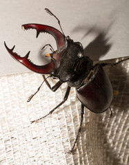Lucanus cervus is the best-known species of stag beetle (family Lucanidae) in Western Europe. The imago is a male insect.