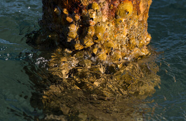 Tetraclita squamosa - Thatched barnacle. Balanus (Balanomorpha) is a genus of barnacles in the family Balanidae of the subphylum Crustacea.