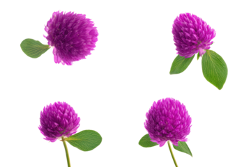 Purple Globe Amaranth – Flat-Lay Studio Shot