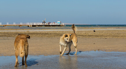 Red wild dogs on the shore of the red sea. A sexually mature pair of animals, a male and a female. The animal catches fish at low tide. The hunting skills of a predator.