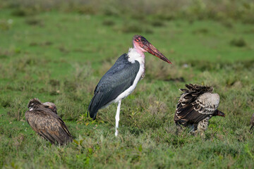 Marabou Stork and Vultures in African Savannah Grassland