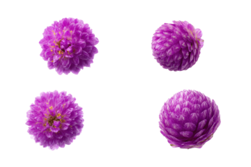 Purple Globe Amaranth Blossom – Flat-Lay Photo