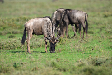 Obraz premium Adult Wildebeest Walking Through Savanna Grassland