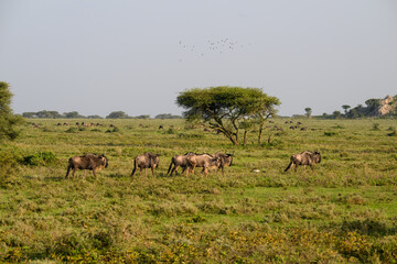 Herd of Wildebeest Grazing on African Grassland Plain