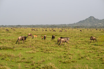 Herd of Wildebeest Grazing on Savanna Grassland