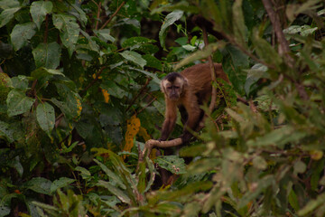 Monos pequeños de la Amazonía boliviana (Saimiri boliviensis y Sapajus apella)