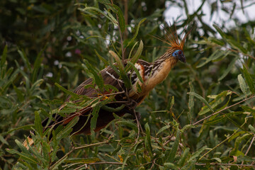 Aves de la Amazonía boliviana (Martín pescador, garzas, Hoatzin, Anhinga, cormorán, Mutun y...
