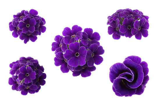 Purple heliotrope flower flat-lay