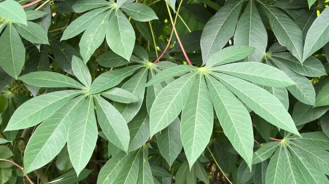 fresh natural cassava leaves 