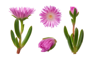Obraz premium Ice plant bloom on white