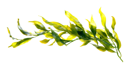 Beautiful green seaweed in clear water underwater marine environment isolated on transparent background