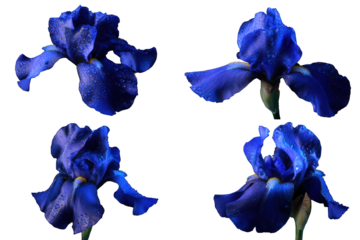 Isolated blue iris flower