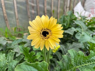 yellow gerbera daisy flower