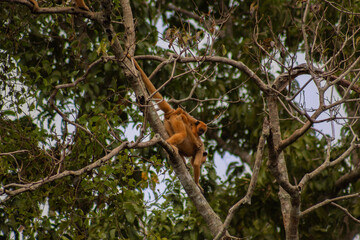 Obraz premium Monos aulladores (Alouatta caraya) del rio yacuma