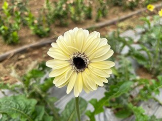 white yellow gerbera daisy flower