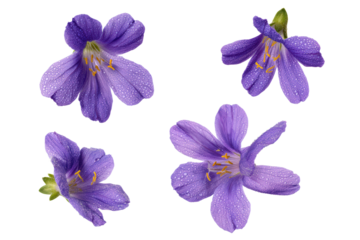 Purple Jacob's ladder flower flat-lay