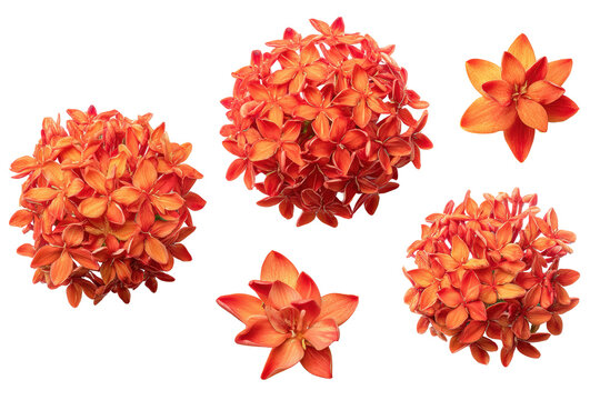 Isolated red ixora bloom