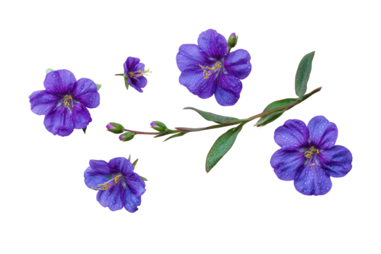 Studio Jacob's ladder bloom