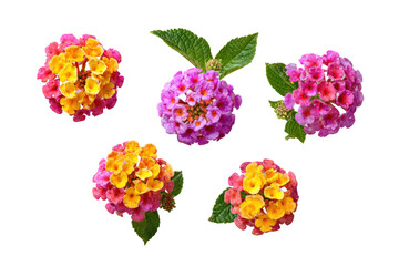 Isolated lantana flower cluster