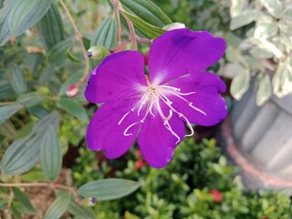 Flowers Bloom in the Quiet Morning