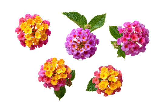 Isolated lantana flower cluster