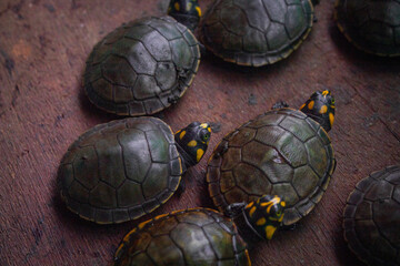 Reptiles de la Amazonía boliviana (Yacaré y Tortuga de río cría)
