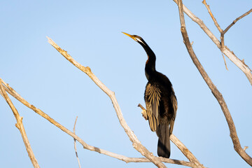 Australasian Darter (Anhinga novaehollandiae) male, Lake Burley Griffin, ACT, June 2025