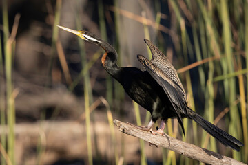 Australasian Darter (Anhinga novaehollandiae) male, Lake Burley Griffin, ACT, June 2025
